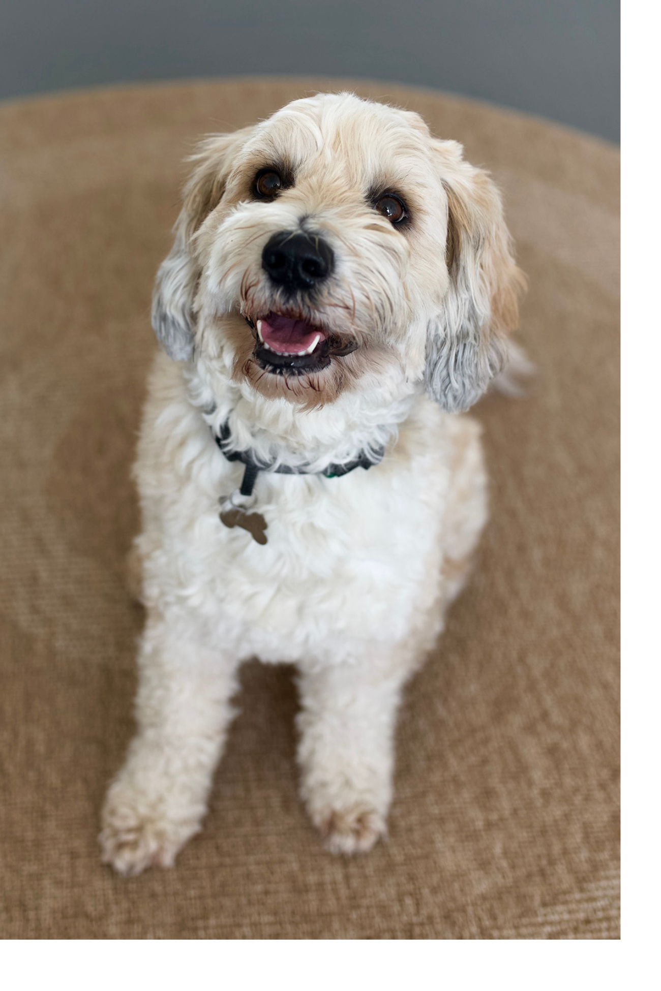 DIALOGO Esslingen: Therapiehund Lumpi