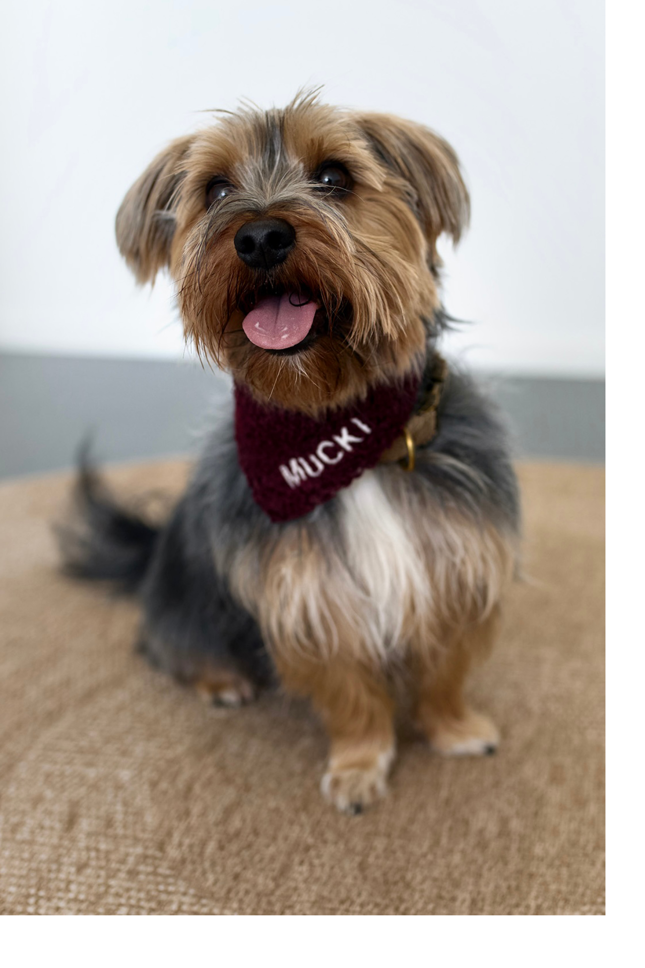 DIALOGO Esslingen: Therapiehund Mucki